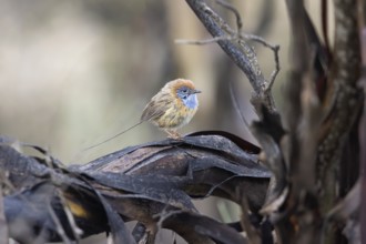 Mallee Emu-wren (Stipiturus mallee) male, Victoria, Australia