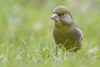 European Greenfinch (Chloris chloris), Saxony-Anhalt, Germany