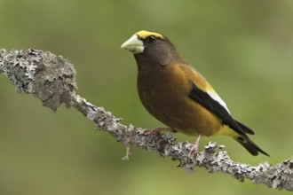 Evening Grosbeak (Hesperiphona vespertina) male, British Columbia, Canada