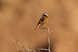 Moussier's Redstart (Phoenicurus moussieri) male, Morocco