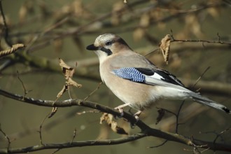 Eurasian Jay (Garrulus glandarius), Lower Saxony, Germany