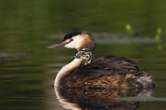 Great Crested Grebe (Podiceps cristatus) chick, South Holland, Netherlands