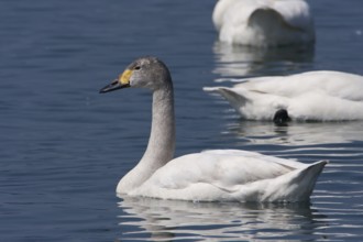Tundra Swan (Cygnus columbianus bewickii), Lake Biwa, Japan