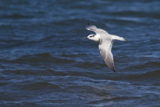 Sandwich Tern (Thalasseus sandvicensis) flying, Schleswig-Holstein, Germany