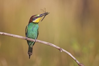 European Bee-eater (Merops apiaster) with captured dragonfly in its beak, Saxony-Anhalt, Germany