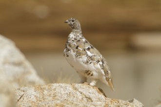 White-tailed Ptarmigan (Lagopus leucura), California, USA