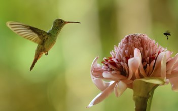 Naturfotografie Sylvia & Olaf Rentzsch