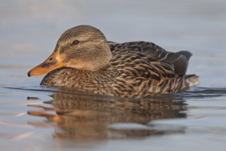 Mallard (Anas platyrhynchos) female, Baden-Wuerttemberg, Germany