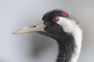 Common Crane (Grus grus), Vaestergoetland, Sweden