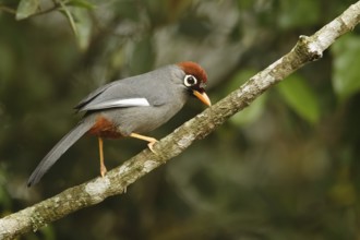 Chestnut-capped Laughingthrush (Garrulax mitratus), Fraser's Hill, Malaysia