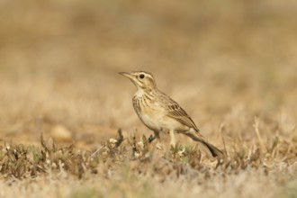 Richard's Pipit (Anthus richardi), Kaeng Krachan, Thailand
