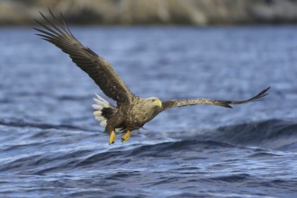 White-tailed Eagle (Haliaeetus albicilla) flying, Nord-Trondelag, Norway
