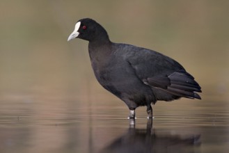 Eurasian Coot (Fulica atra), Victoria, Australia