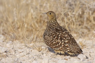 Namaqua Sandgrouse (Pterocles namaqua), Oshikoto, Namibia