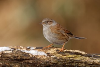 Dunnock (Prunella modularis), Utrecht, Netherlands