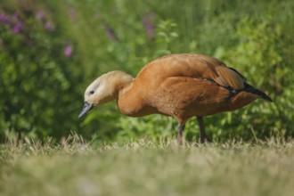 Rostgans, Tadorna ferruginea Ruddy Shelduck, Tadorna ferruginea