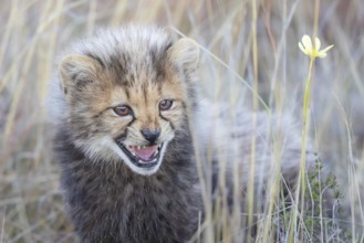 Cheetah (Acinonyx jubatus) hissing cub close-up, Philippolis, South Africa