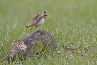 Bimaculated Lark (Melanocorypha bimaculata), Nigde, Turkey