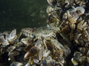 Crayfish (Faxonius limosus), American crayfish, invasive species among many mussels, quagga mussel