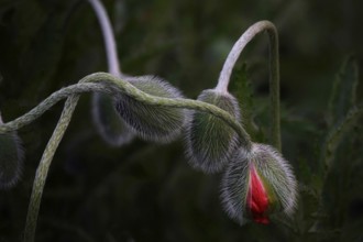 Mysterious poppies, spring, Germany