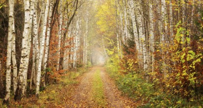 Hiking trail through birch forest in the Harz Mountains, Eckertal, Bad Harzburg, Lower Saxony,