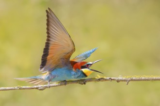 Bee-eater (Merops apiaster), excited adult bird sitting on a branch, wildlife, mating, migratory