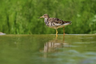 A bird stands in the water with its reflection visible, surrounded by green background, ruff
