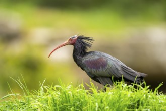 Northern bald ibis (Geronticus eremita) sitting on a meadow, Bavaria, Germany