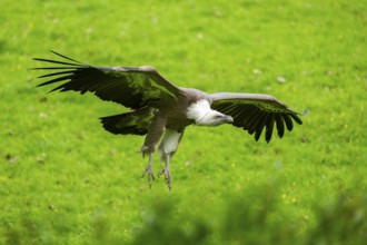 Eurasian griffon vulture (Gyps fulvus) flying over a meadow, Bavaria, Germany