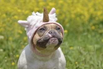 Pied French Bulldog dog with funny unicorn hat in front of blurry yellow flowers
