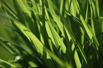 Green leaves