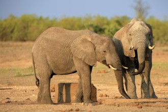 African elephant (Loxodonta africana), adult, two, drinking, waterhole, Kruger, Kruger National