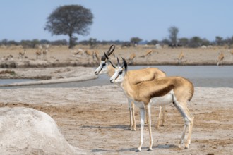 Springbok (Antidorcas marsupialis), two animals at a waterhole, Nxai Pan National Park, Botswana