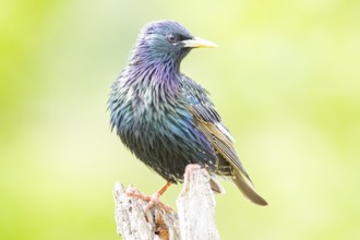 Starling (Sturnus vulgaris) Germany