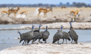 Helmeted guinea fowl (Numida meleagris), group at the waterhole, Nxai Pan National Park, Botswana
