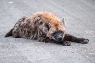 Spotted hyena (Crocuta crocuta), adult, lying on the road, Kruger National Park, South Africa