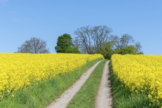 An idyllic path leads through yellow rapeseed fields with trees visible on the horizon, near