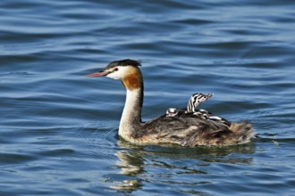 Great Crested Grebe (Podiceps Scalloped ribbonfish), with three chicks in plumage swimming in the