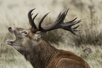 Red Deer (Cervus elaphus), stag bellowing during the rut, England, UK