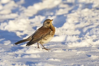 Fieldfare (Turdus pilaris), Wales, United Kingdom