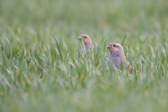 Grey Partridge (Perdix perdix) perched in field, North Rhine-Westphalia, Germany