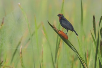 Chestnut-capped Blackbird (Chrysomus ruficapillus) perched on a cat-tail in the Atlantic rainforest