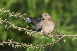 Laughing Dove (Spilopelia senegalensis), Eilat, Israel