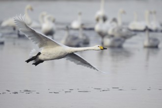 Whooper Swan (Cygnus cygnus) flying, Lower Saxony, Germany