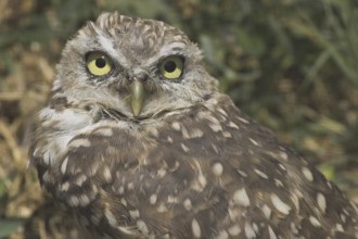 Burrowing Owl (Athene cunicularia), Alberta, Canada