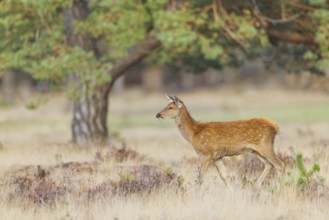 Rothirsch, Cervus elaphus Red Deer, Cervus elaphus