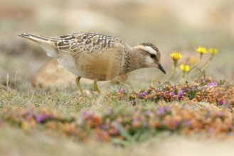 Eurasian Dotterel (Charadrius morinellus), Asturias, Spain