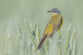 Schafstelze, Motacilla flava Blue-headed Wagtail, Motacilla flava