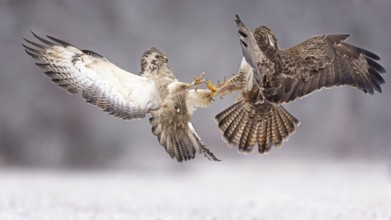 Common Buzzard (Buteo buteo) fighting, Saxony-Anhalt, Germany