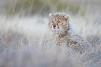 Cheetah (Acinonyx jubatus) lovely and cute cub close-up, Philippolis, South Africa